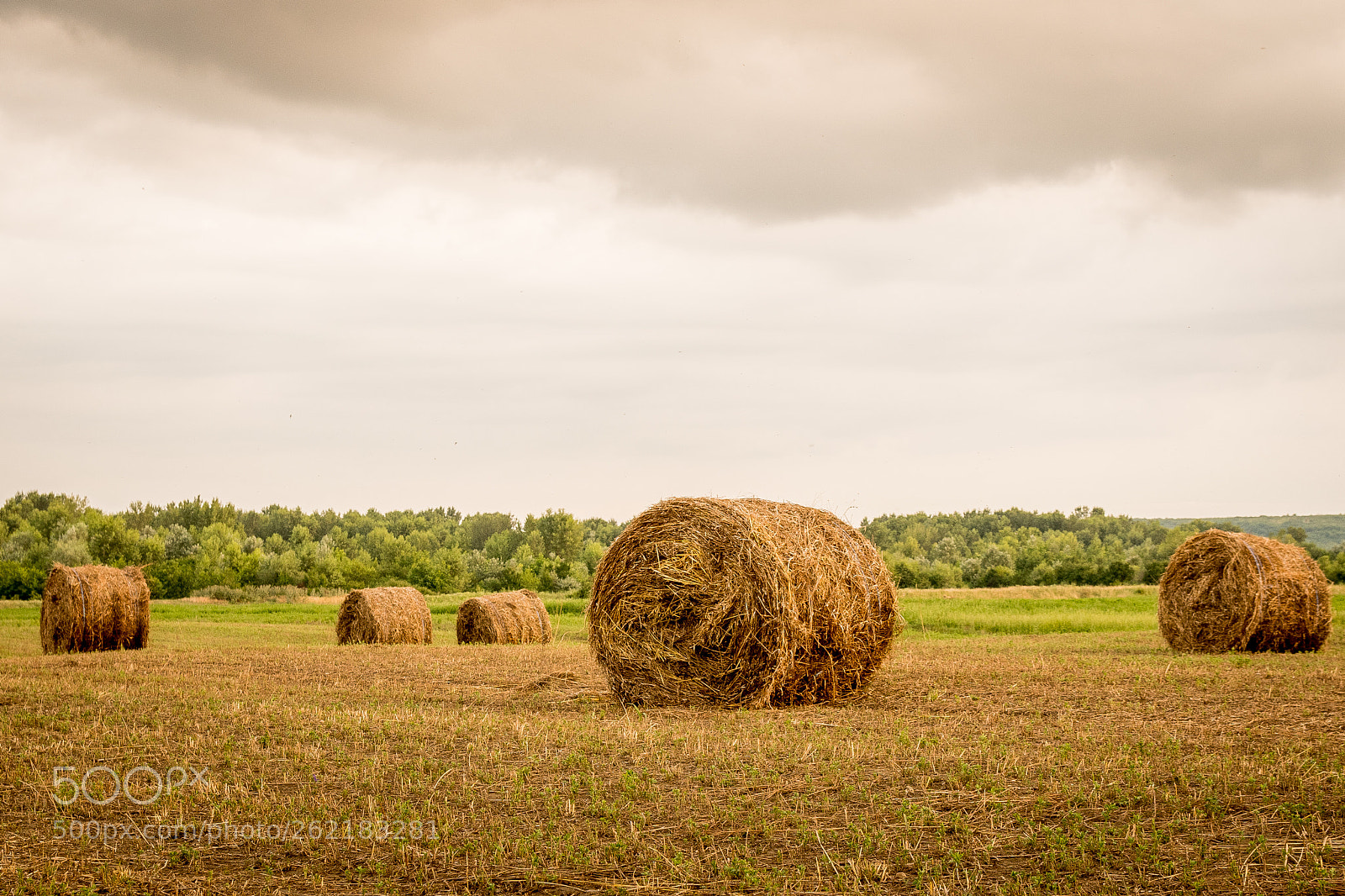 Nikon D7500 sample photo. Field photography