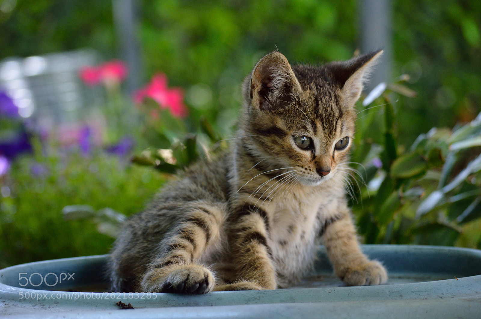 Nikon D3200 sample photo. Tigre photography
