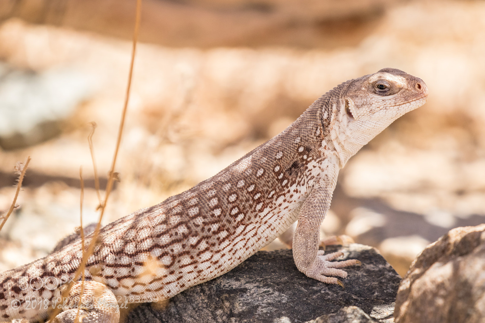 Canon EOS 7D Mark II sample photo. Desert iguana photography