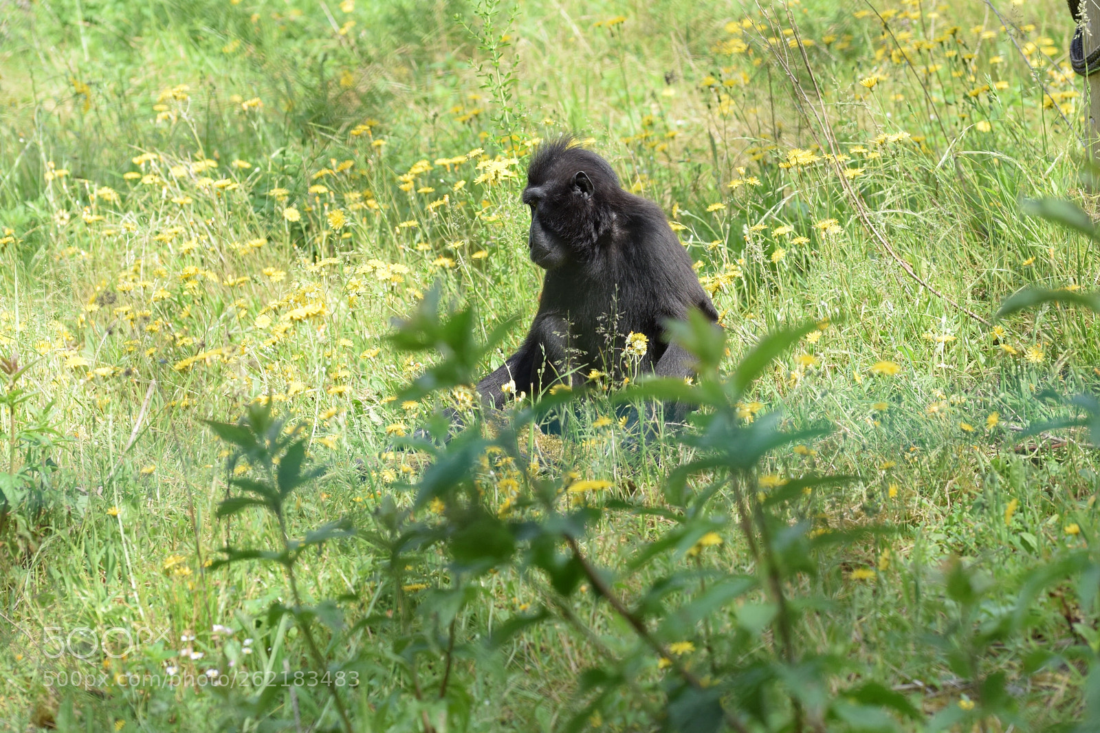 Nikon D3300 sample photo. The only monkey who photography