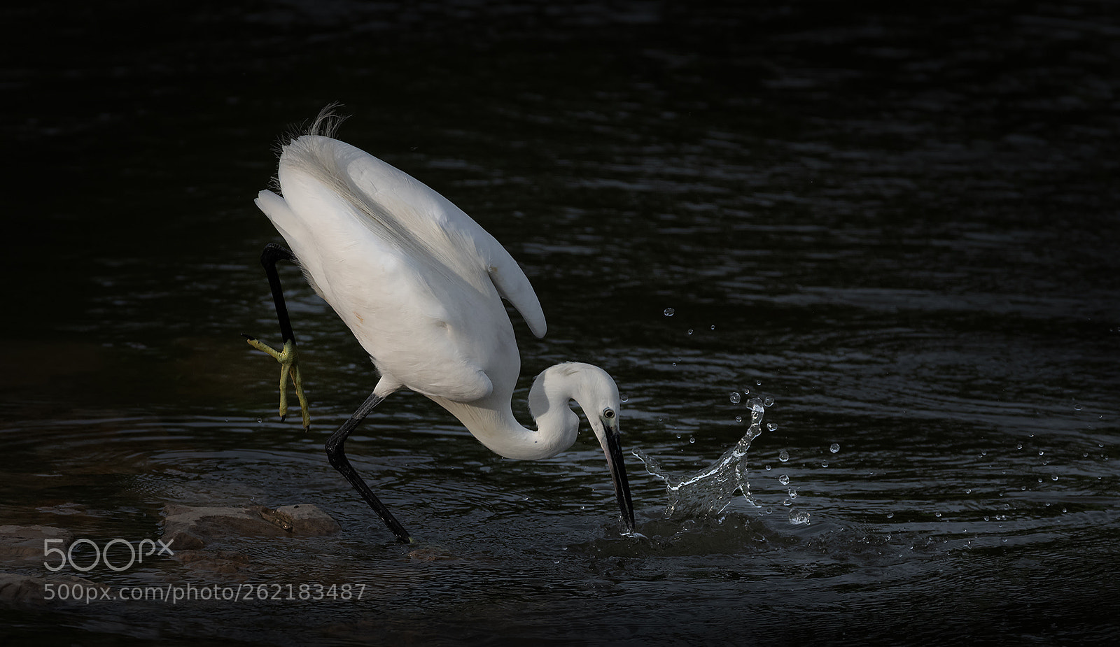 Nikon D850 sample photo. Fishing photography