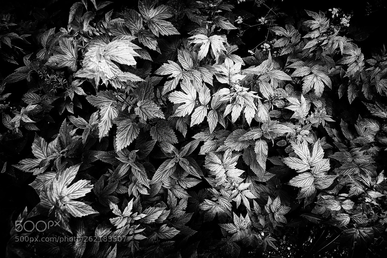 Sony a99 II sample photo. Leaves of all kinds photography