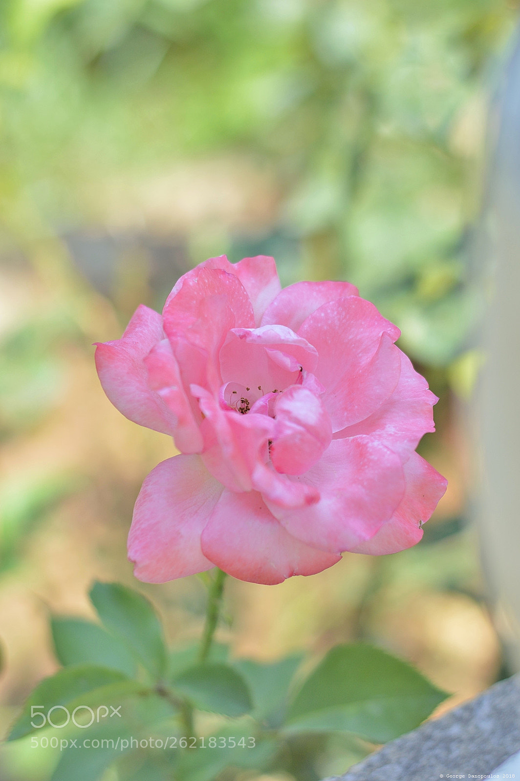 Nikon D3200 sample photo. Flower_2018_06 photography