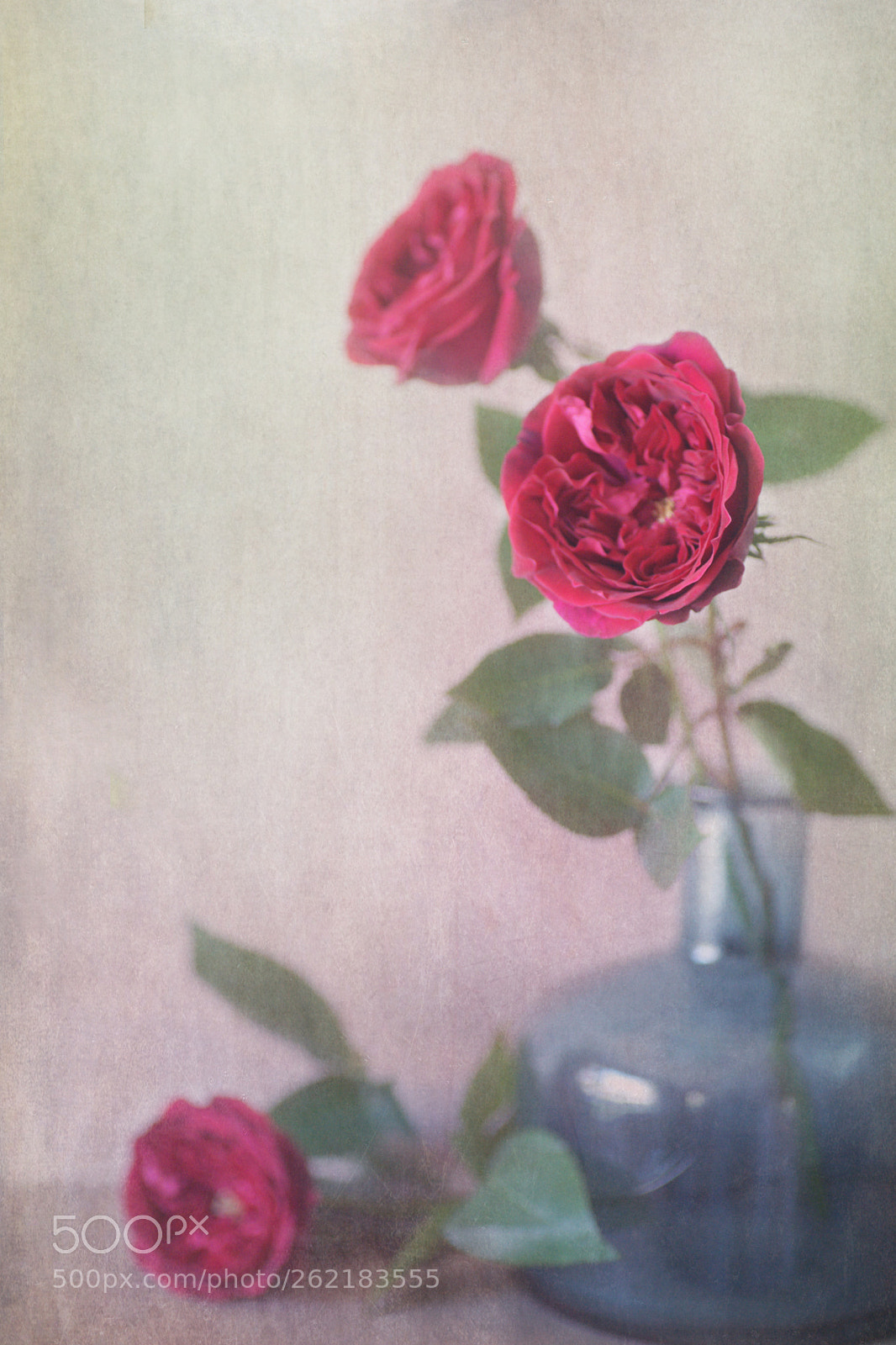 Sony Alpha DSLR-A850 sample photo. Red garden roses photography