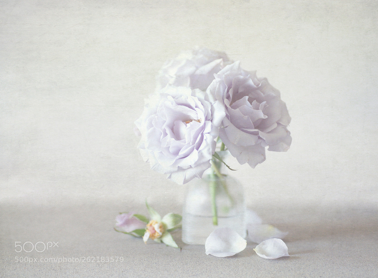 Sony Alpha DSLR-A850 sample photo. Lilac roses photography