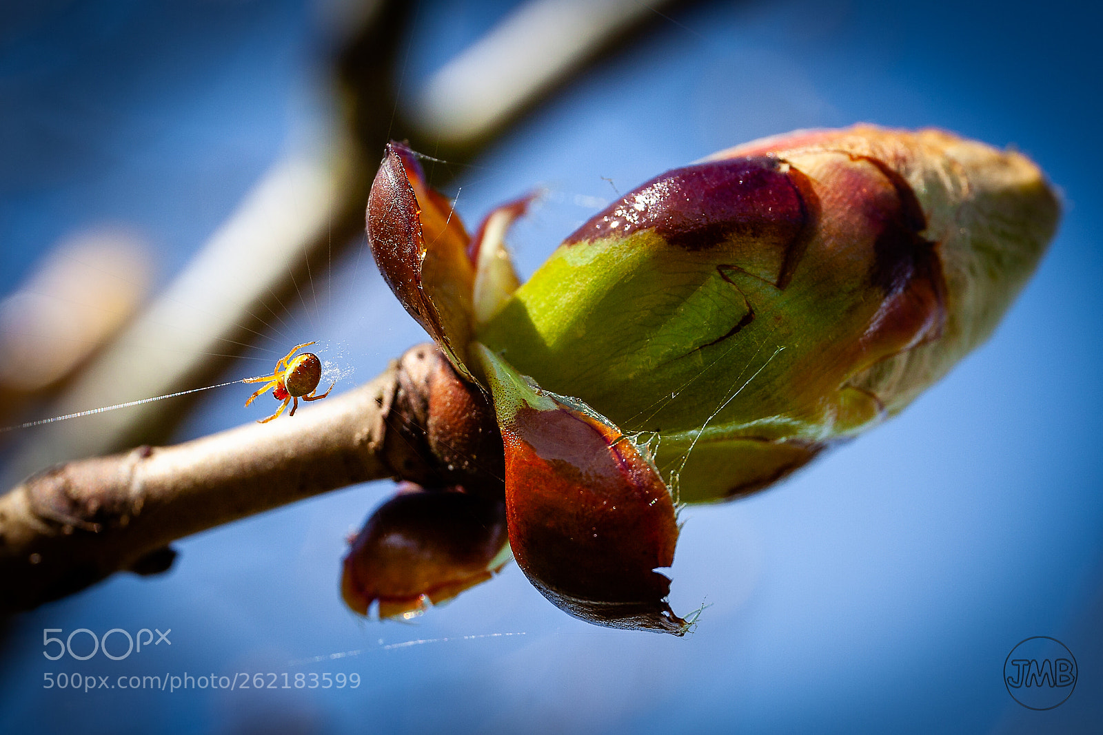 Canon EOS 5D Mark II sample photo. Spring photography