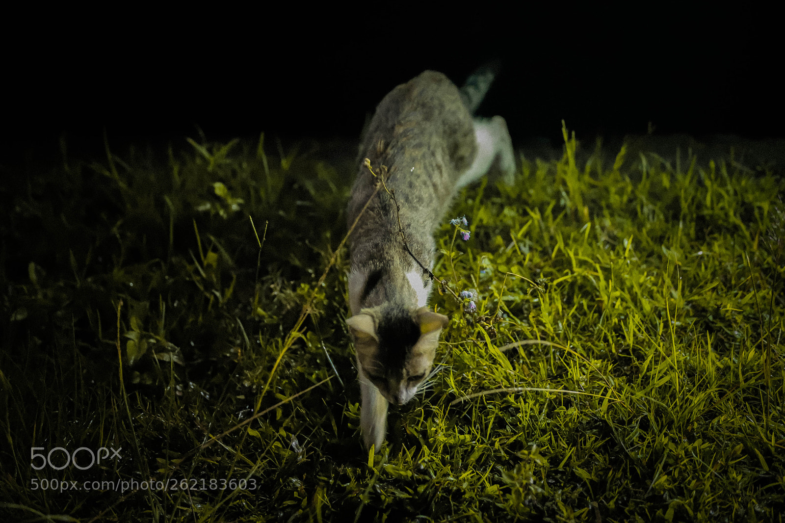 Canon EOS 6D Mark II sample photo. Cat photography