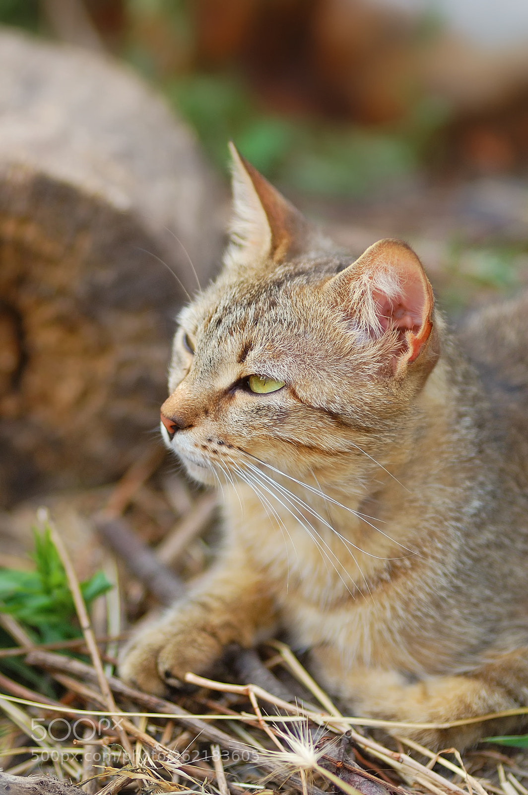 Nikon D40 sample photo. Serenity cat photography