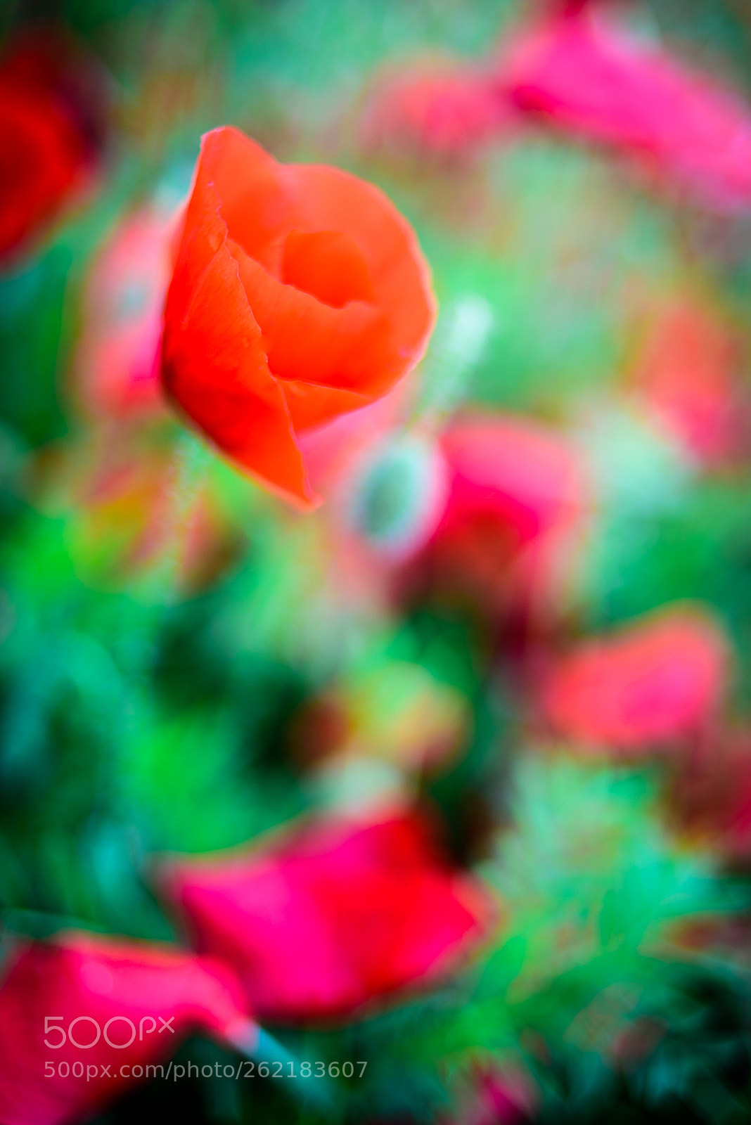 Nikon D750 sample photo. Poppies softness photography