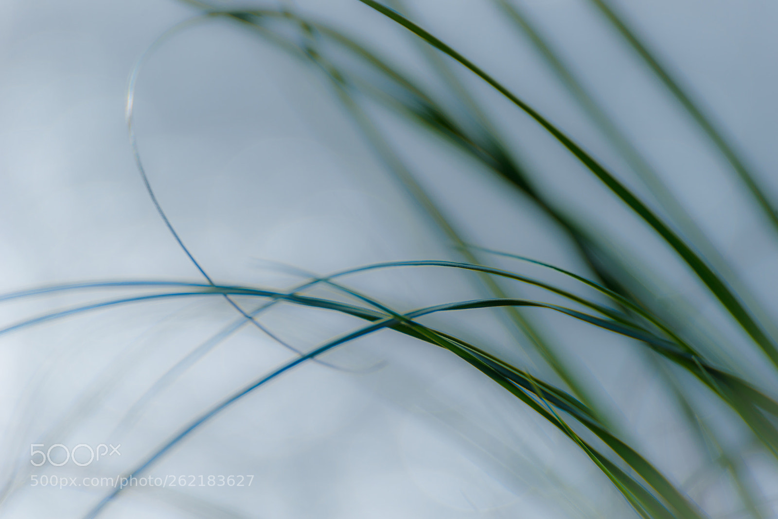 Nikon D750 sample photo. Light nature photography