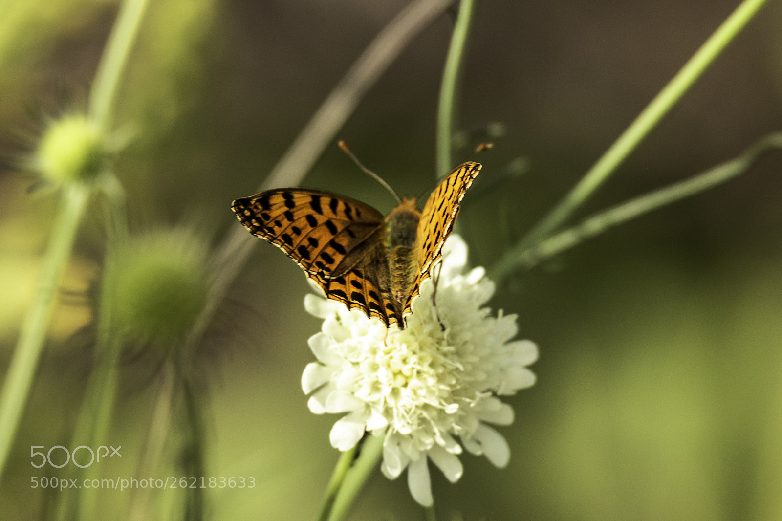 Canon EOS 6D sample photo. Butterfly photography