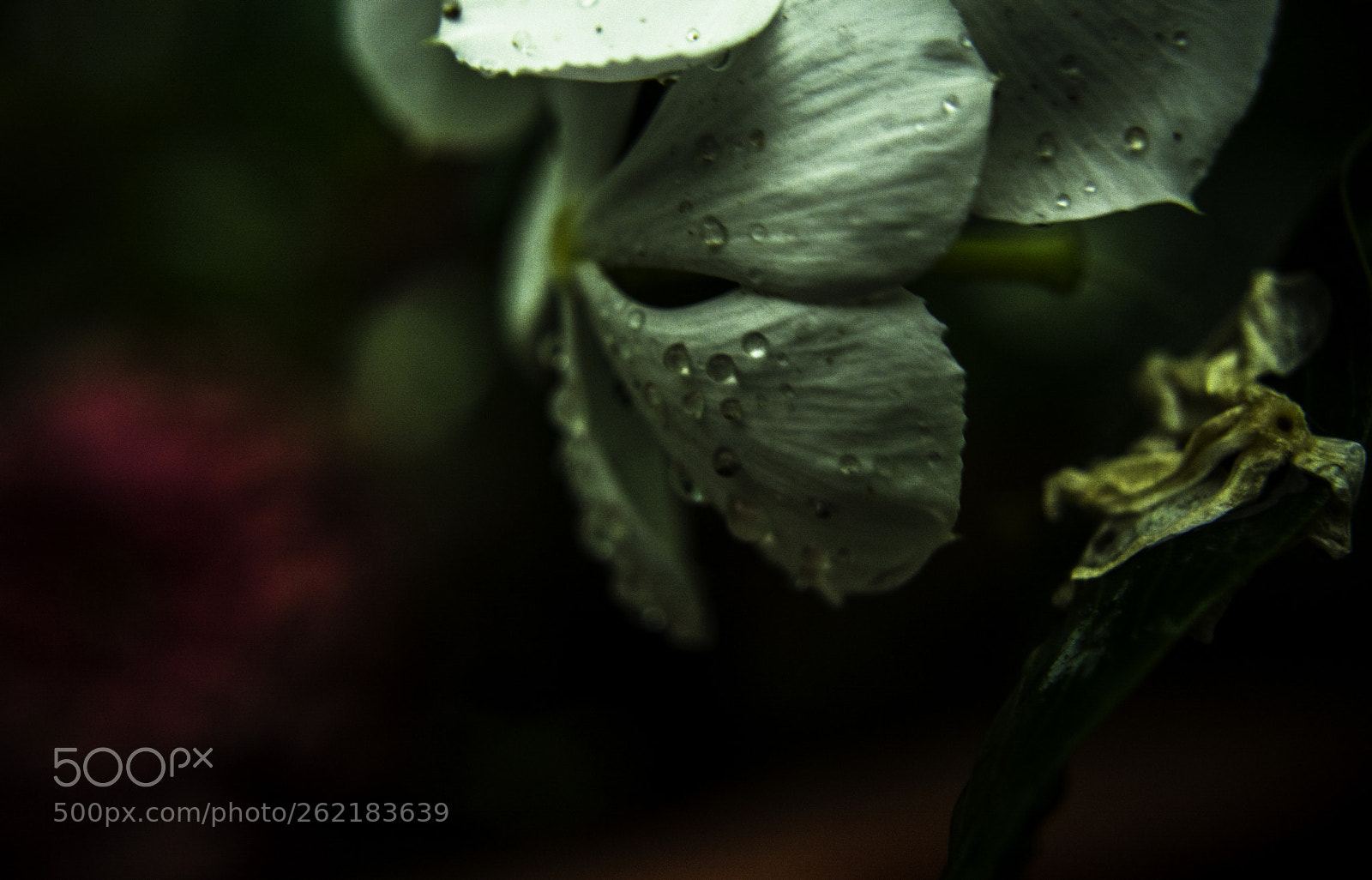 Nikon D5200 sample photo. After rain photography