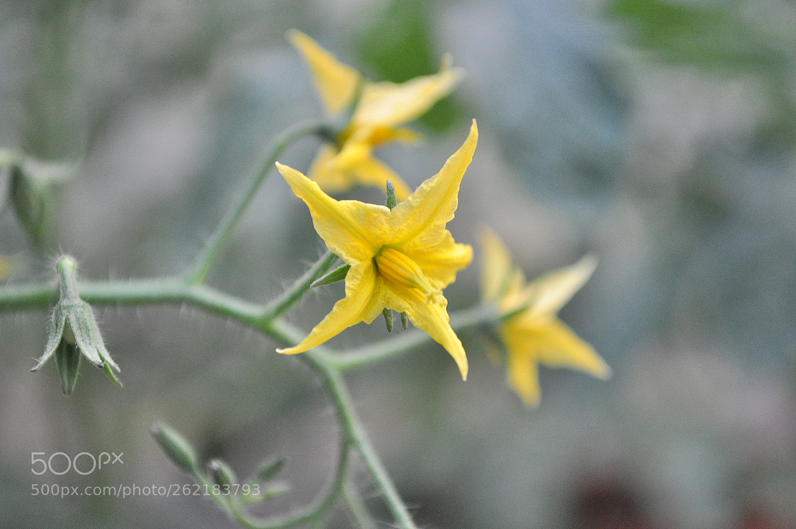 Nikon D5000 sample photo. Blooming cherry tomato photography