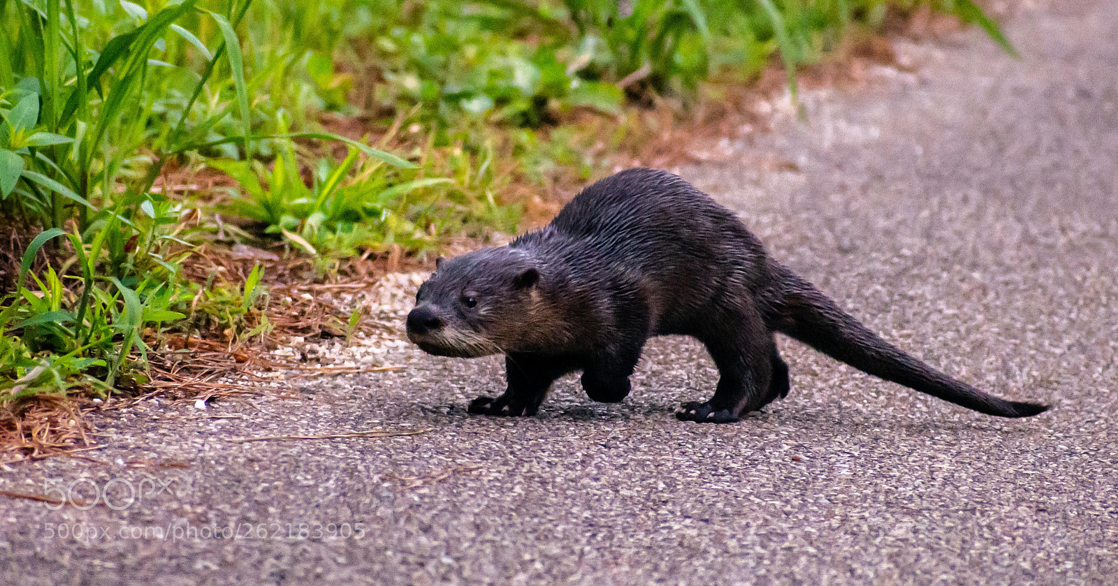 Nikon D7200 sample photo. River otter photography