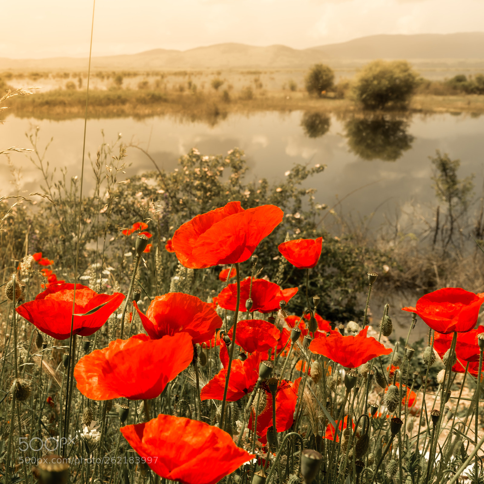 Sony a7 II sample photo. Red photography