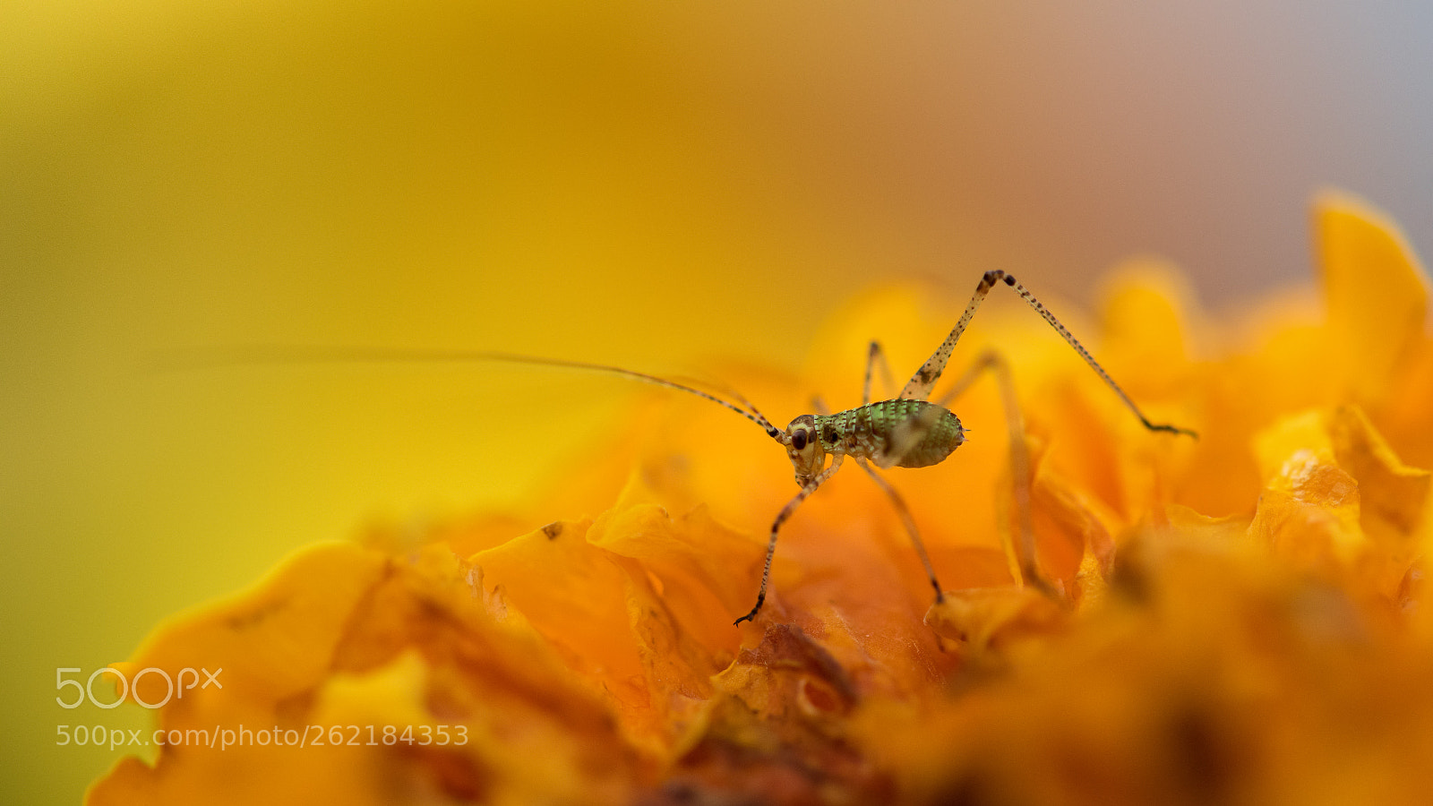 Nikon D750 sample photo. Little grasshopper photography