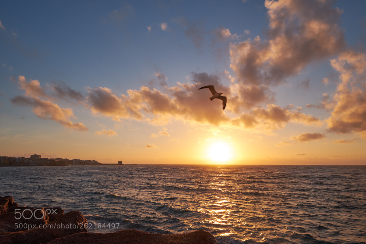Fujifilm X-T2 sample photo. Freedom photography