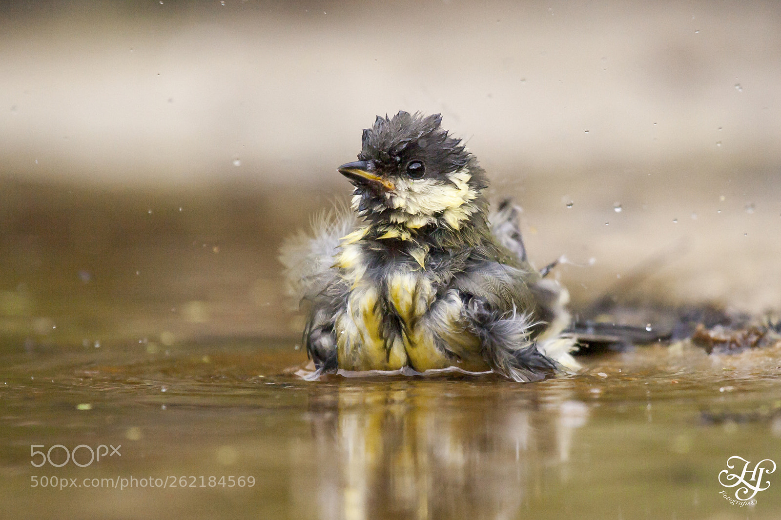 Canon EOS 5D Mark II sample photo. Koolmees (parus major) photography