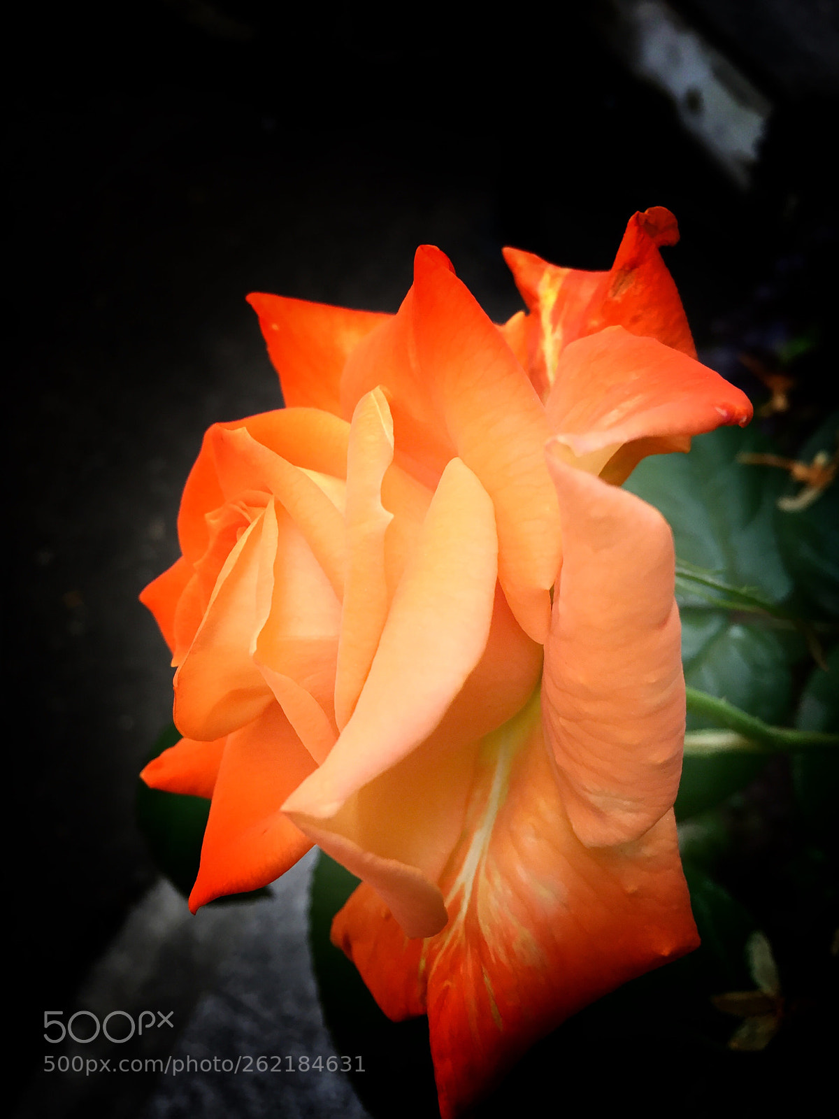 Apple iPhone 6 sample photo. Una delle mie rose....per photography