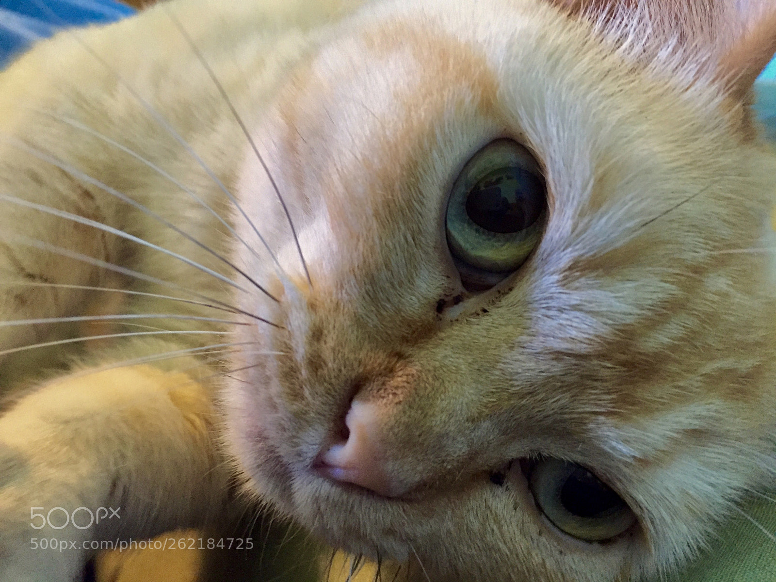 Apple iPhone 6 sample photo. Cuddly cat photography