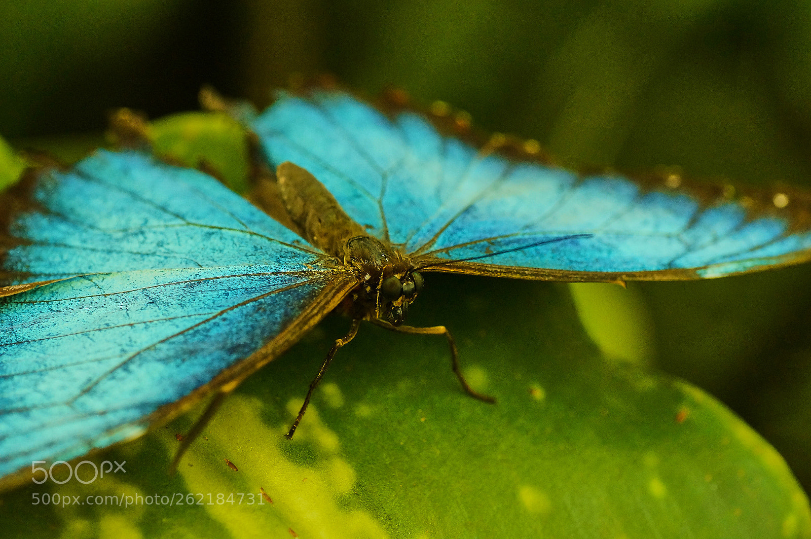 Sony SLT-A57 sample photo. Morpho photography