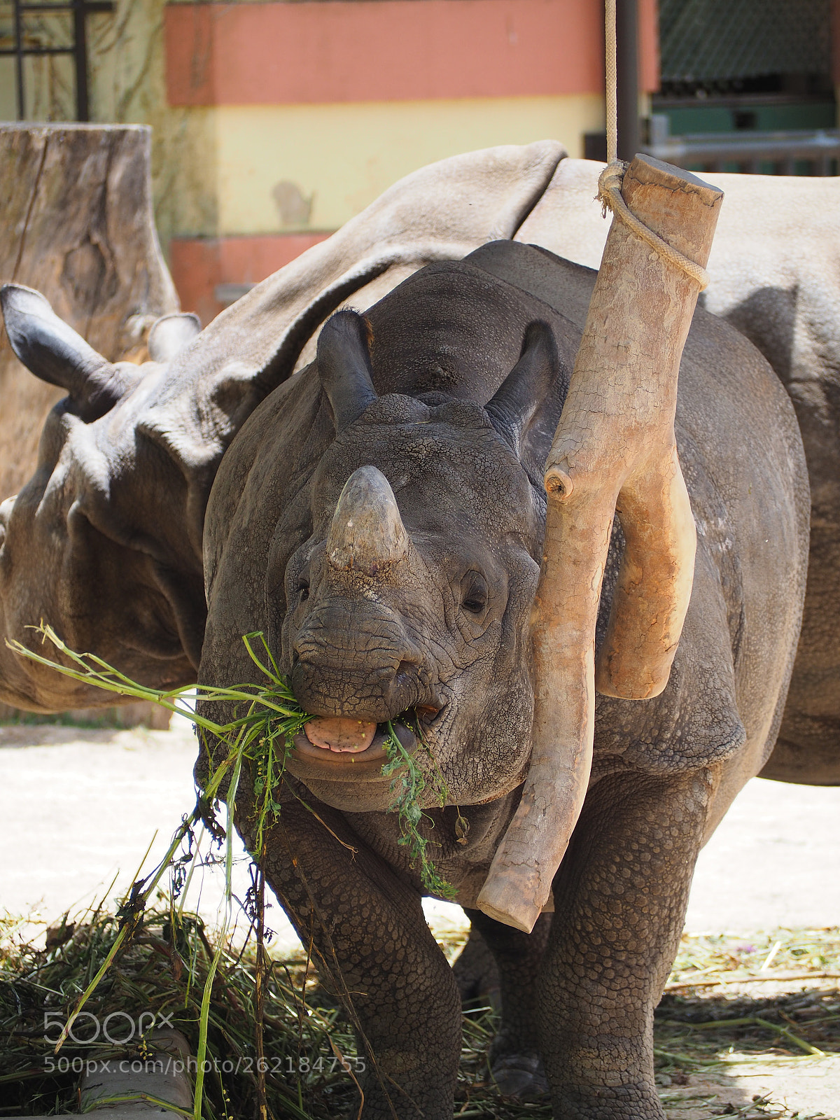 Olympus OM-D E-M10 II sample photo. Rhino photography