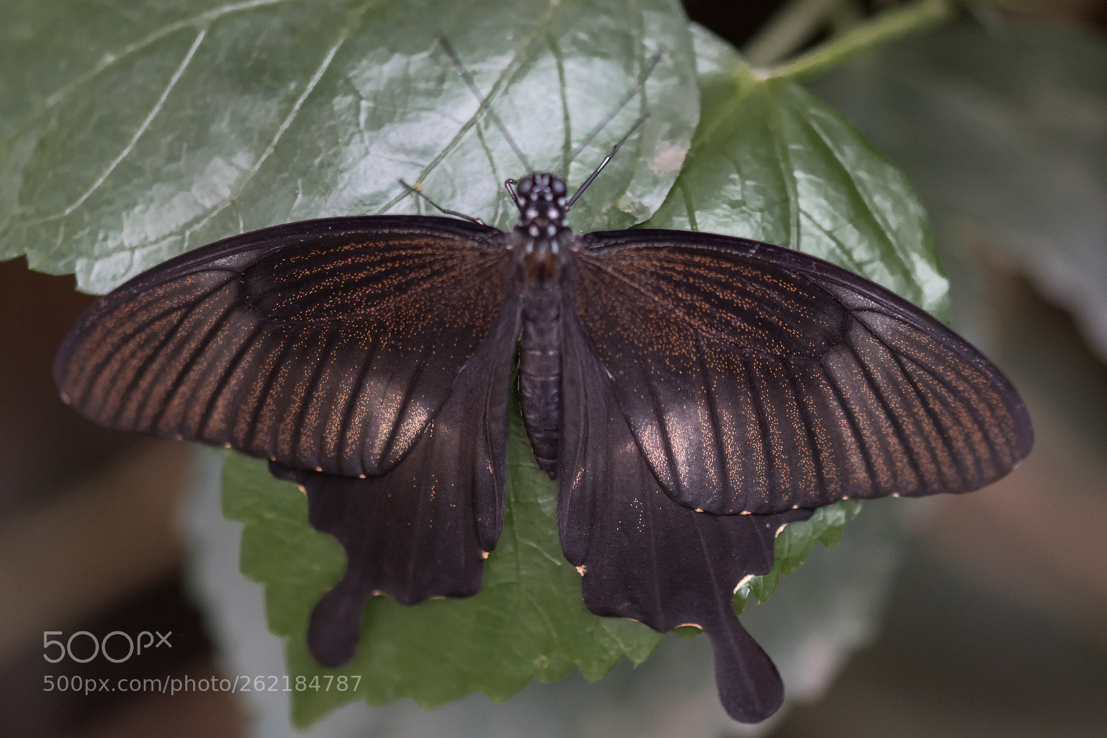 Canon EOS 77D (EOS 9000D / EOS 770D) sample photo. Black butterfly with orange photography