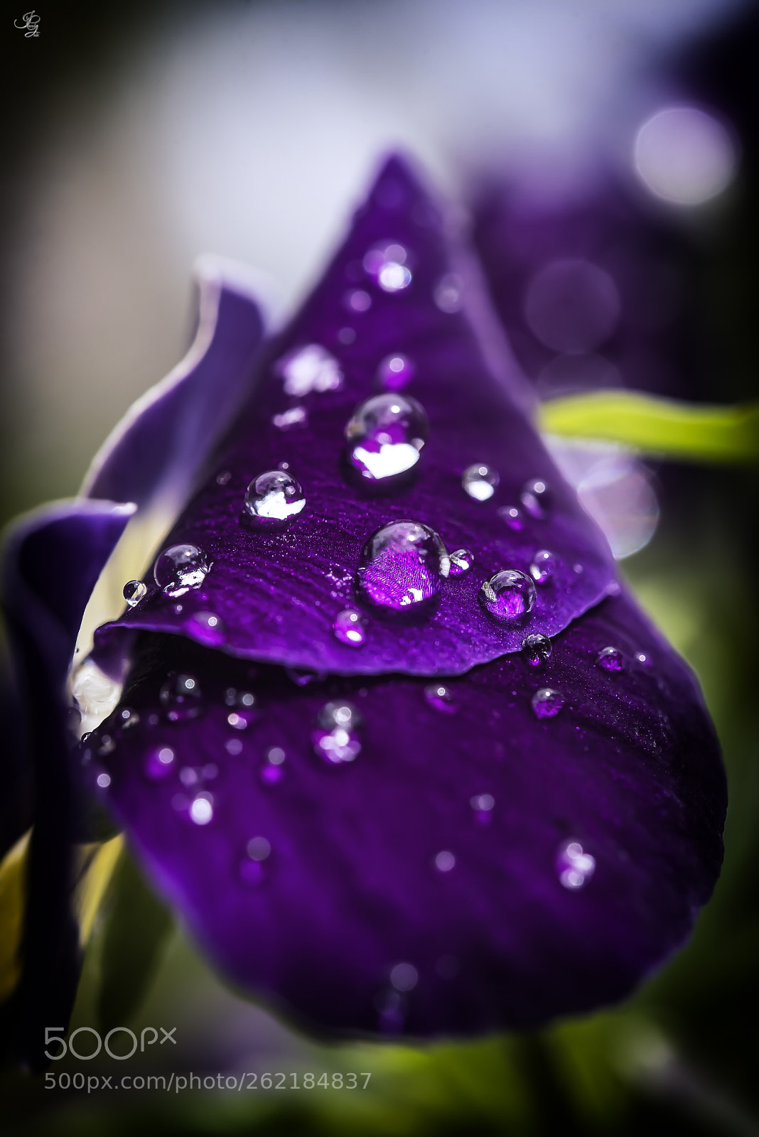 Nikon D750 sample photo. Purple life photography
