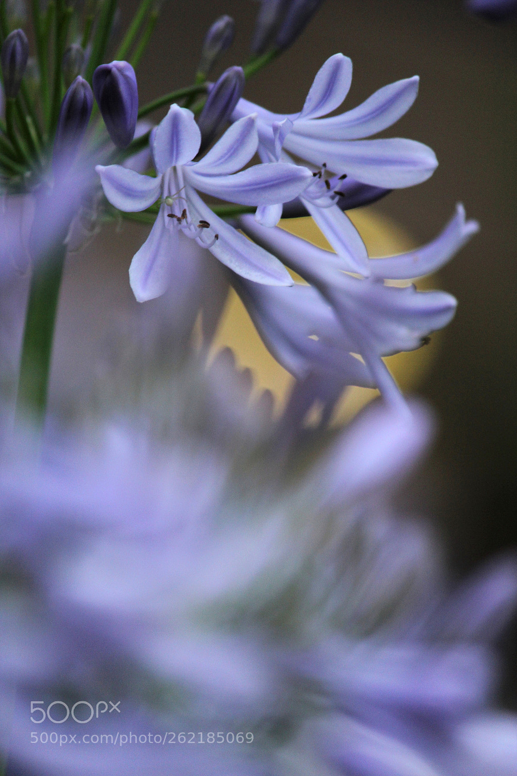 Canon EF-S 55-250mm F4-5.6 IS II sample photo. Dance of the flower photography
