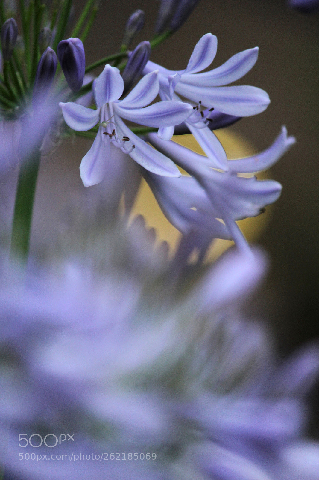 Canon EOS 60D sample photo. Dance of the flower photography