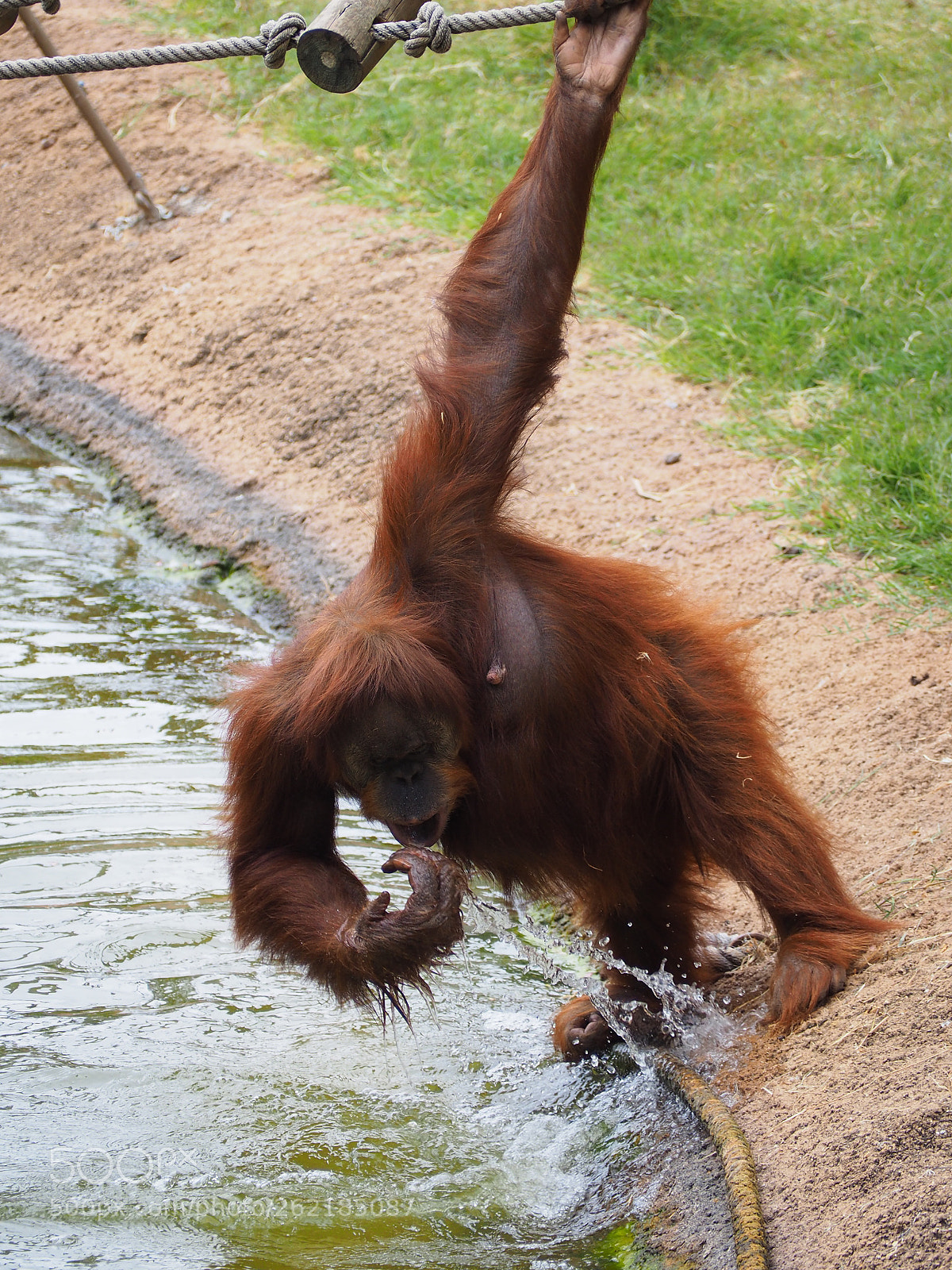Olympus OM-D E-M10 II sample photo. Orang utan photography