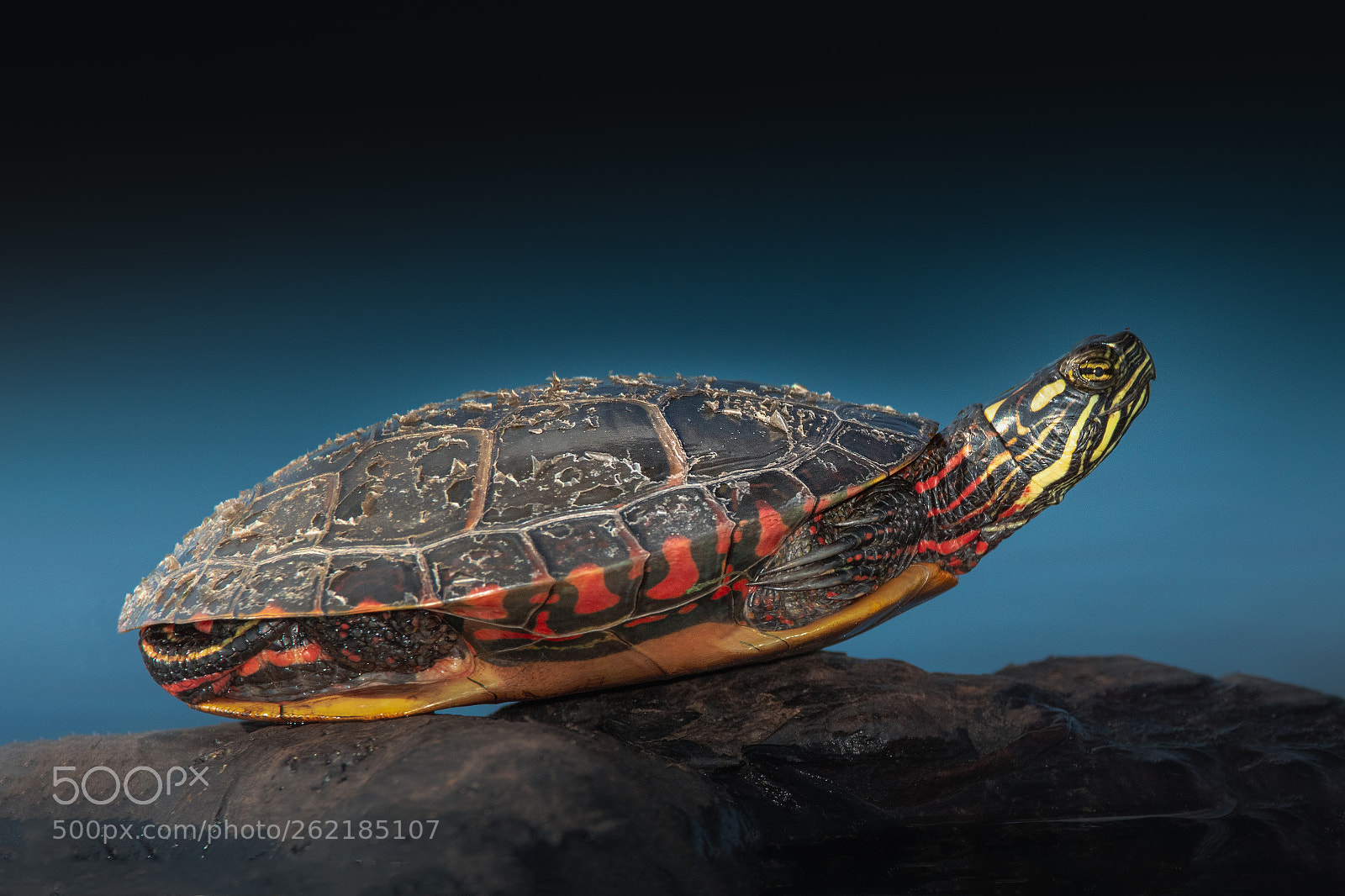 Canon EOS 7D Mark II sample photo. Sunbathing photography