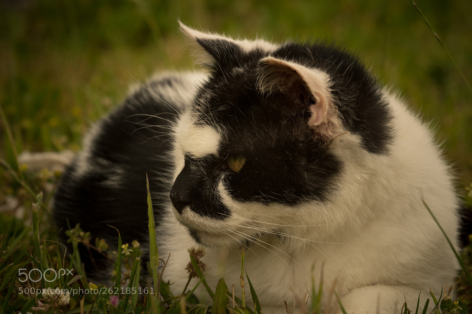 Nikon D500 sample photo. Blackie whitey photography