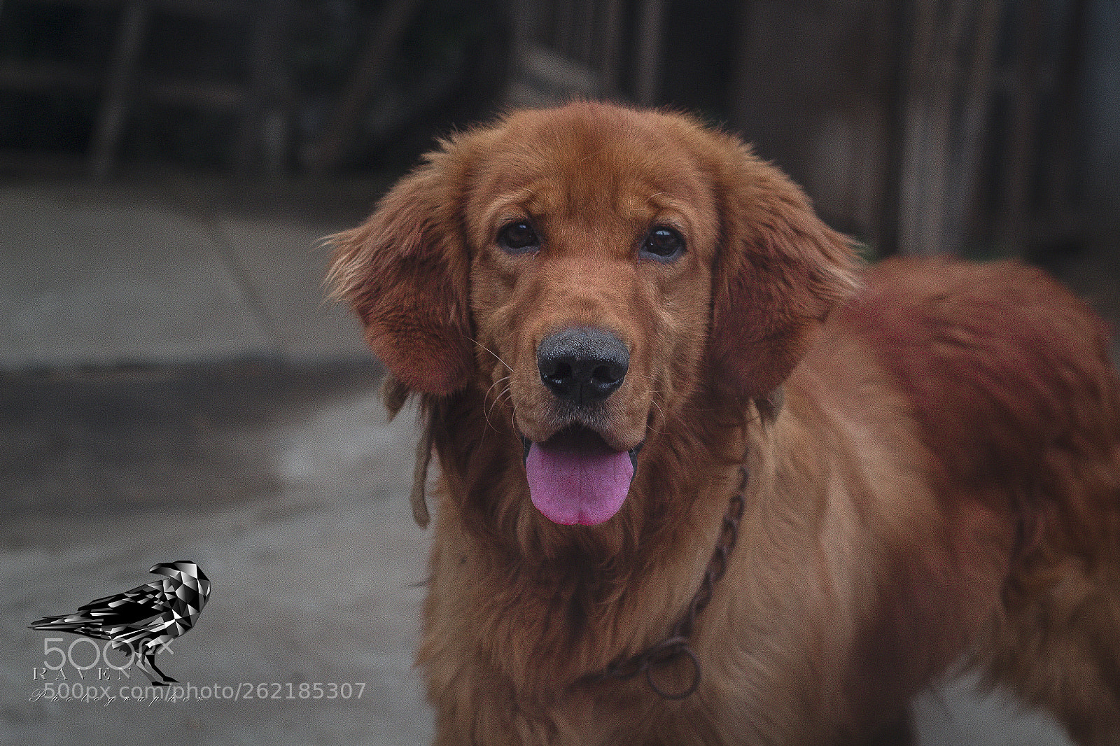 Canon EOS 1200D (EOS Rebel T5 / EOS Kiss X70 / EOS Hi) sample photo. Bobo photography