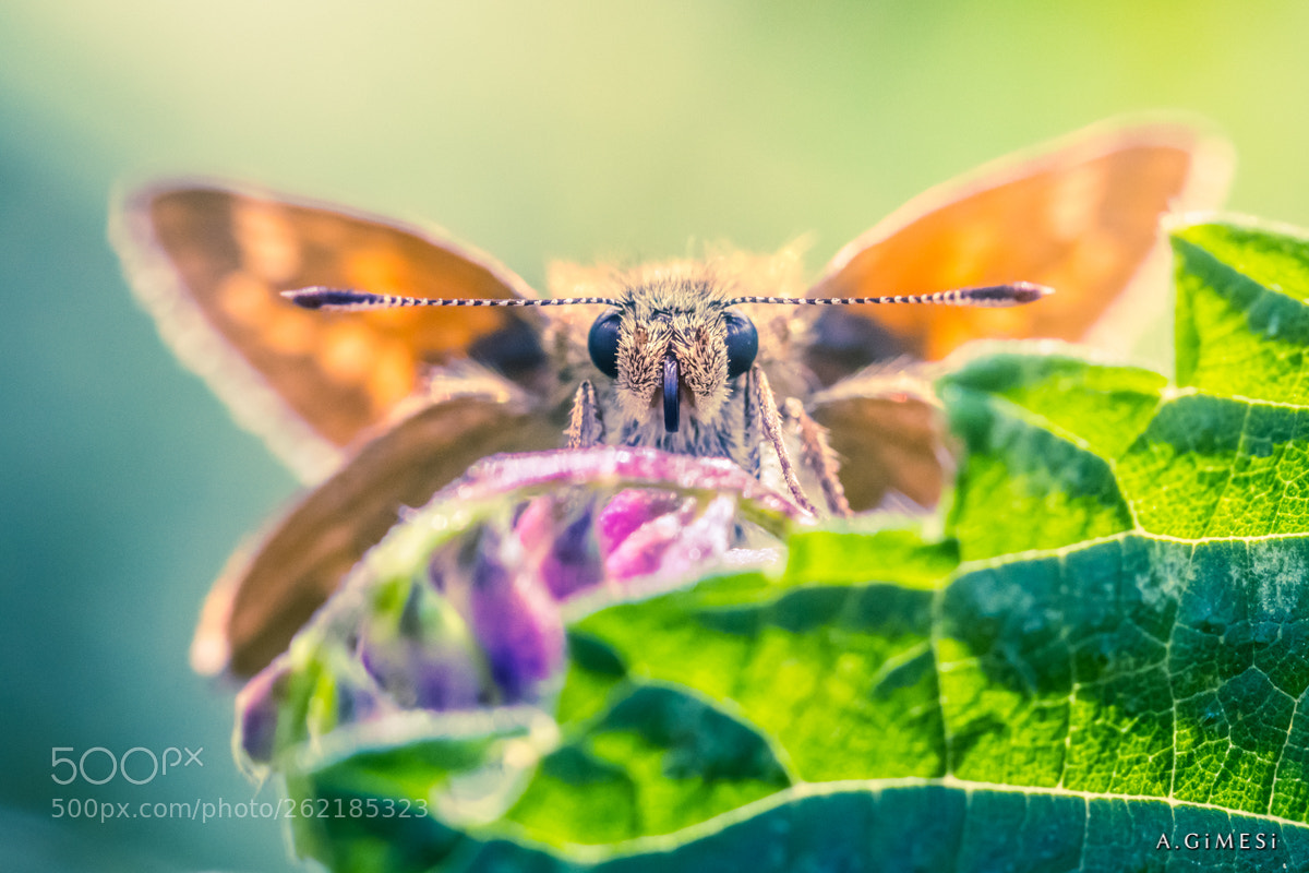 Canon EOS 80D sample photo. Schmetterling!! photography