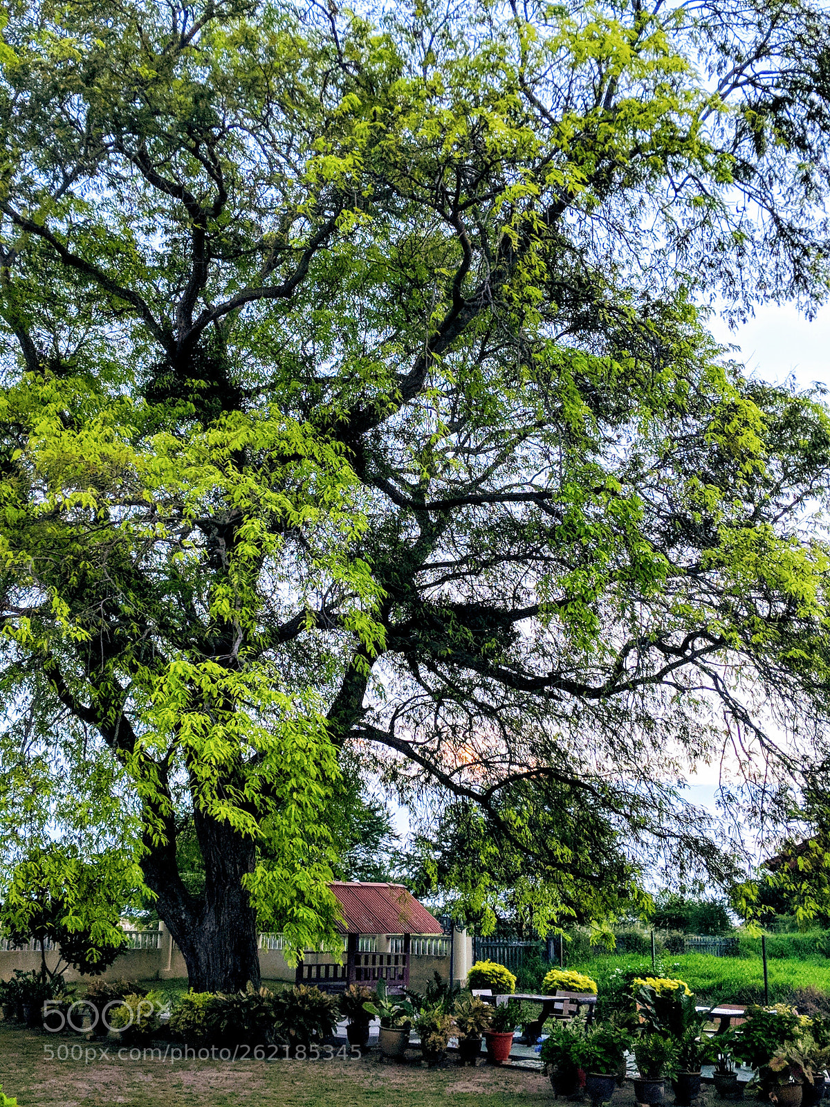 Google Pixel 2 sample photo. My favourite tamarind tree photography