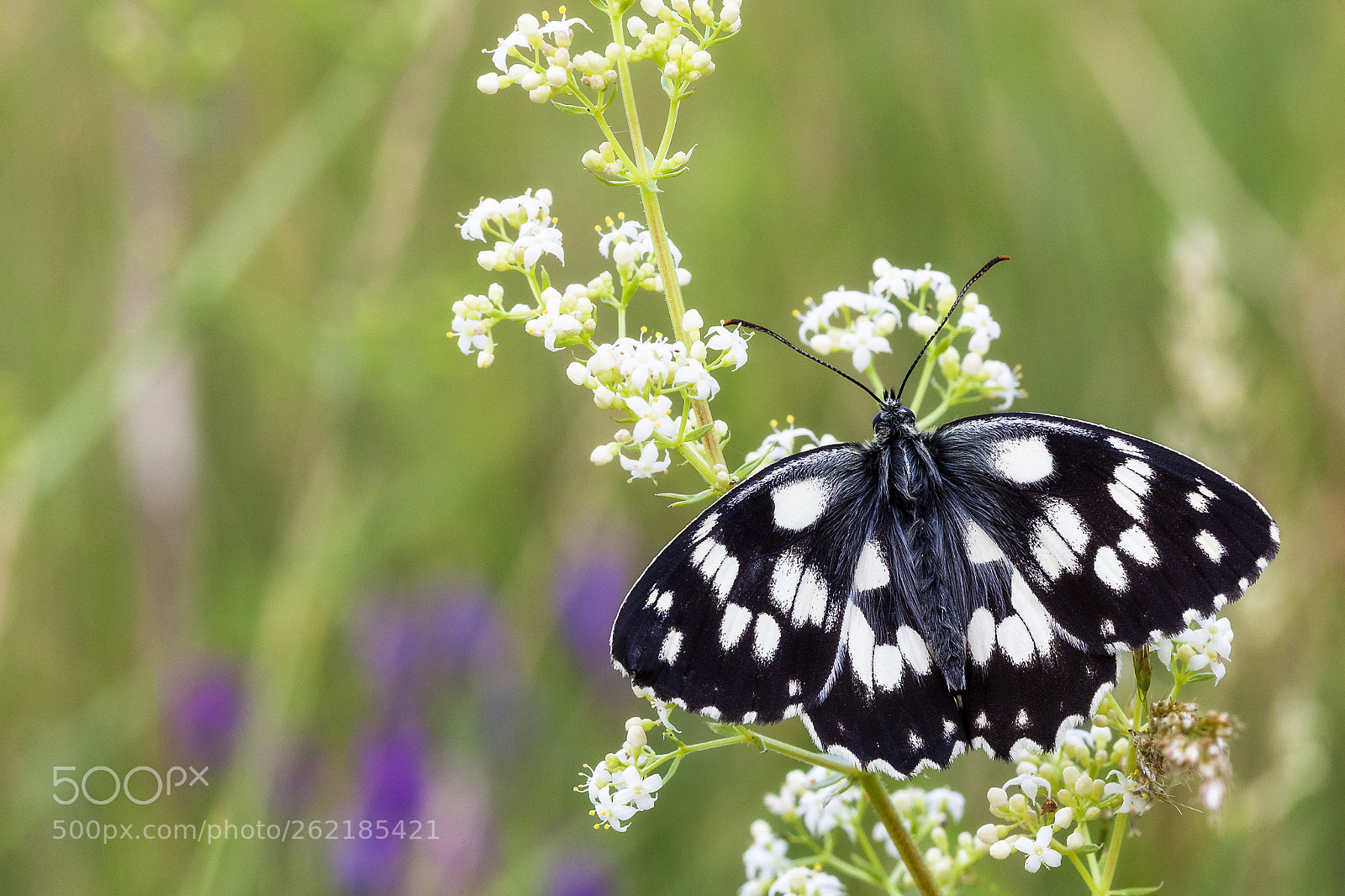 Canon EOS 5D Mark II sample photo. Spring beauty photography