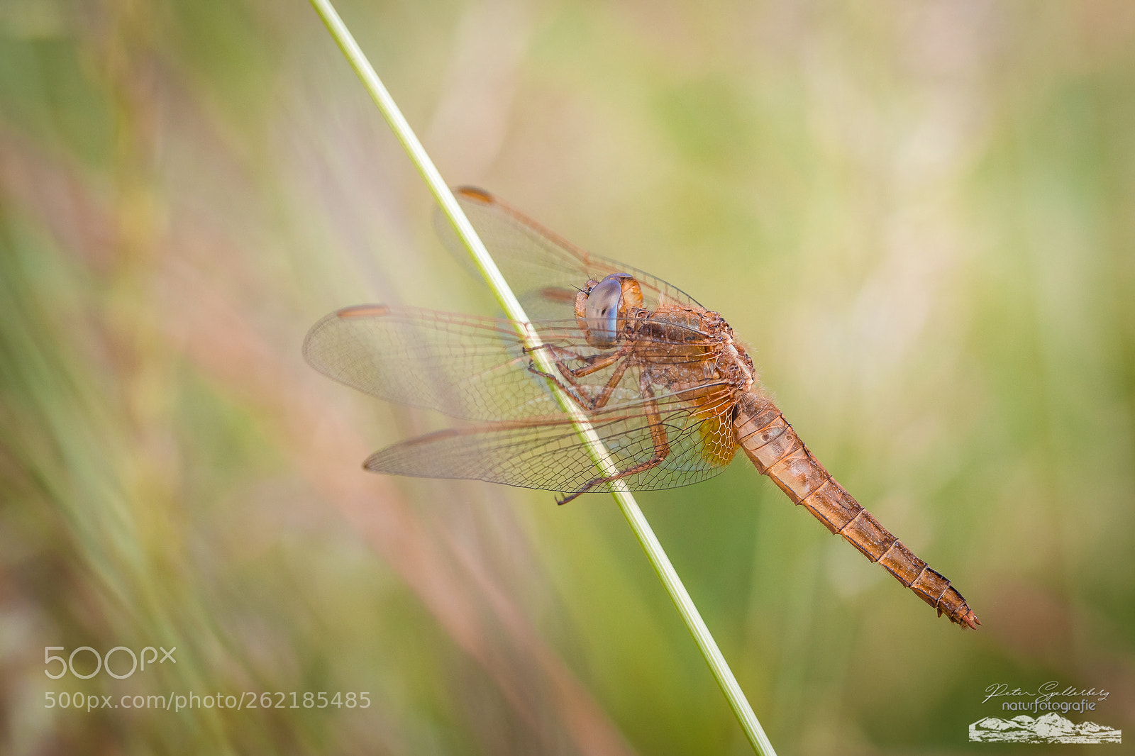 Canon EOS 5D Mark IV sample photo. Winged arrow photography