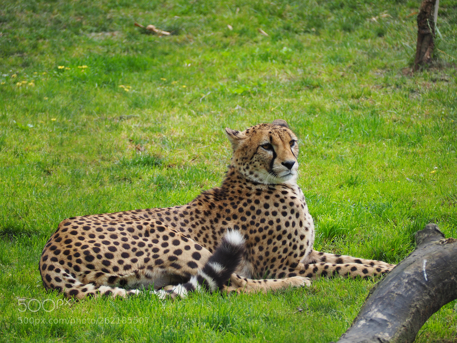 Olympus OM-D E-M10 II sample photo. Cheetah photography