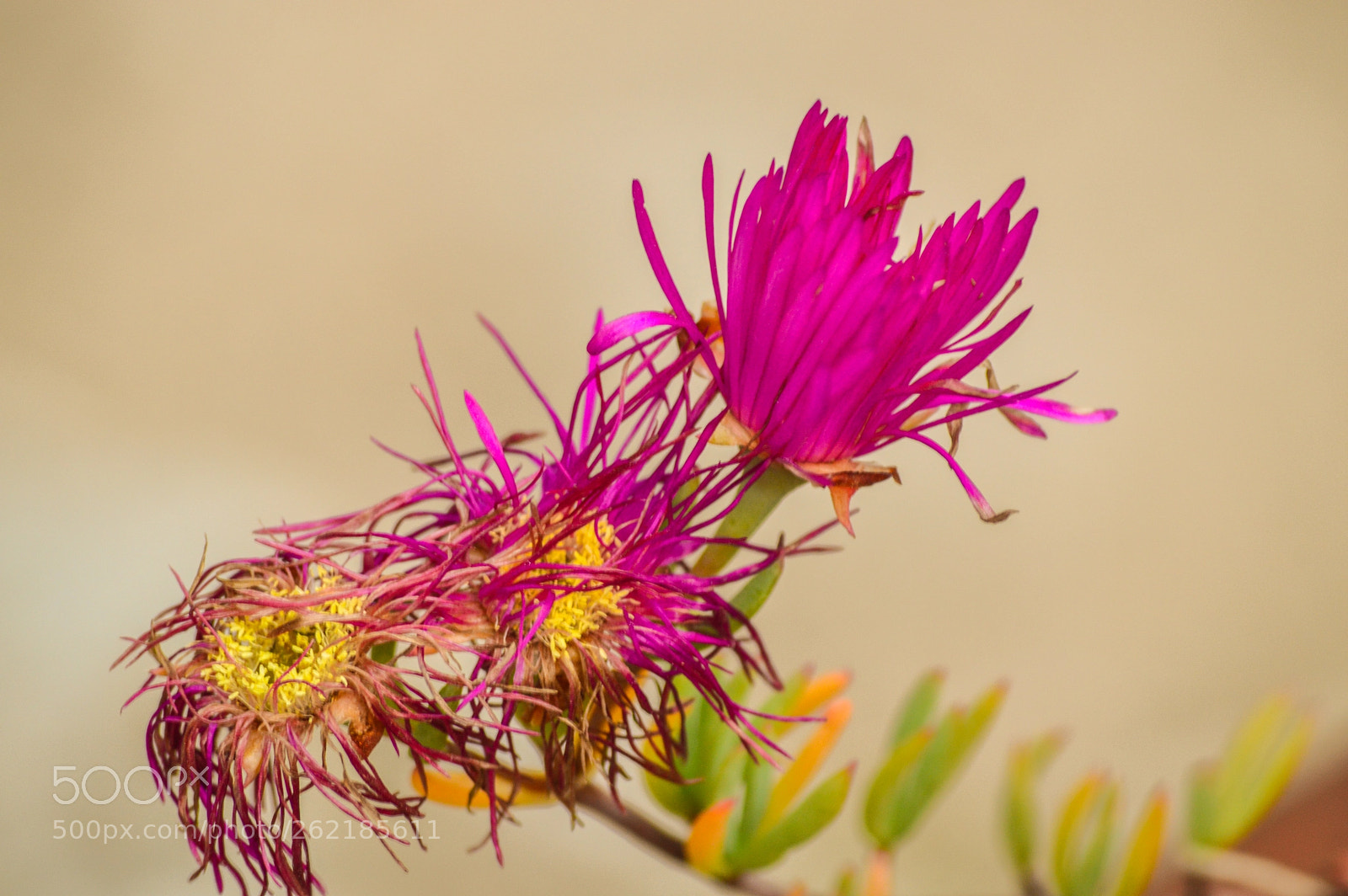 Nikon D3200 sample photo. The purple flower photography