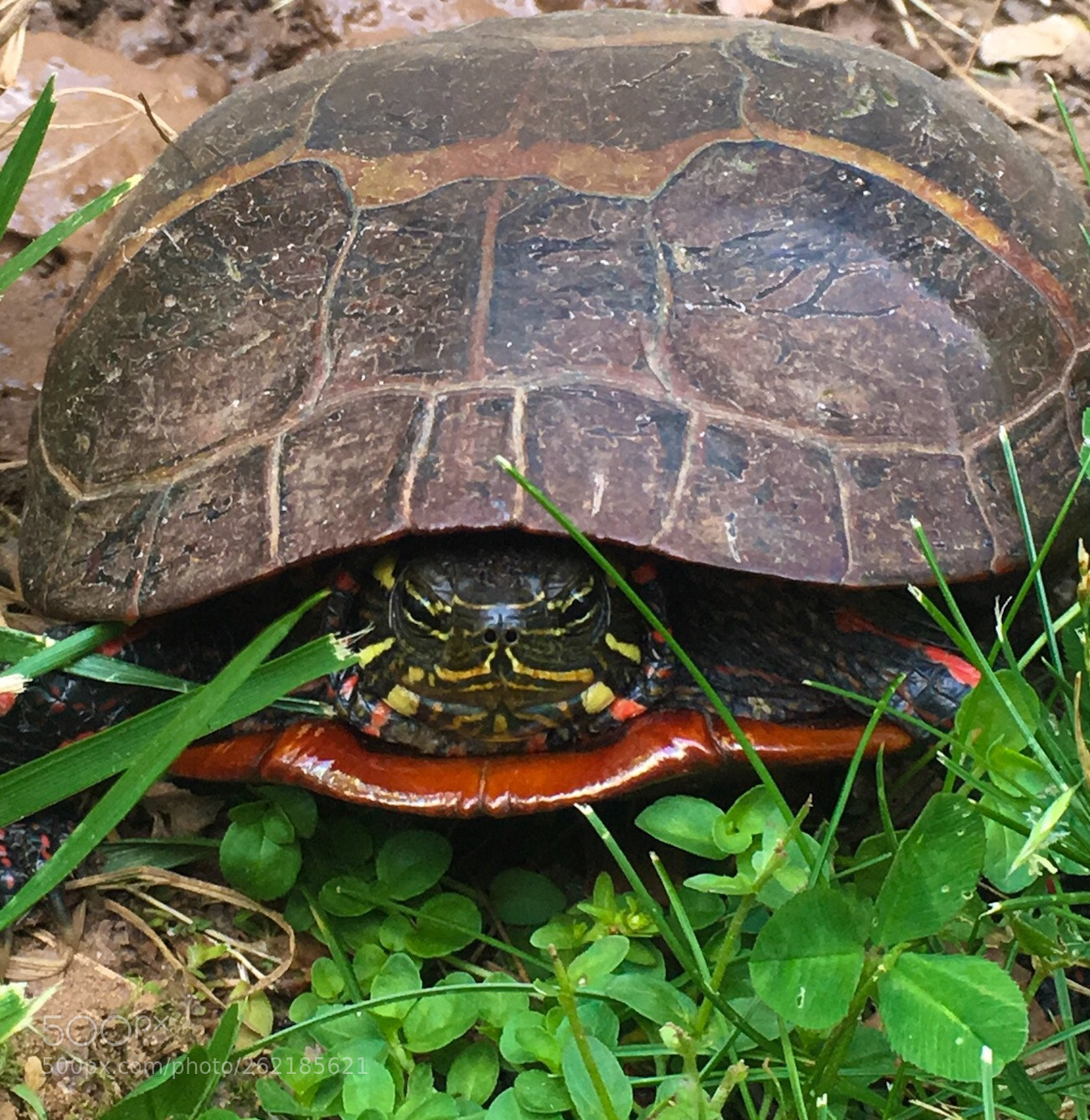 Apple iPhone SE sample photo. Turtle photography
