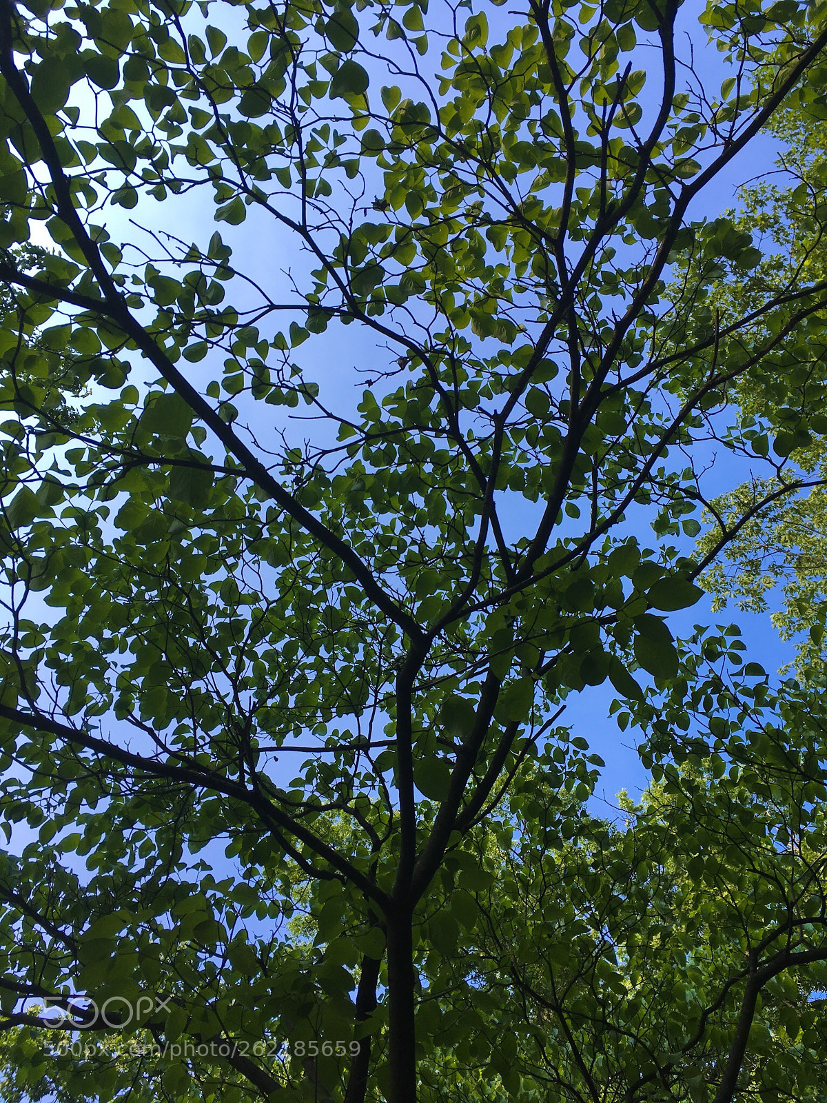 Apple iPhone SE sample photo. Branch off photography