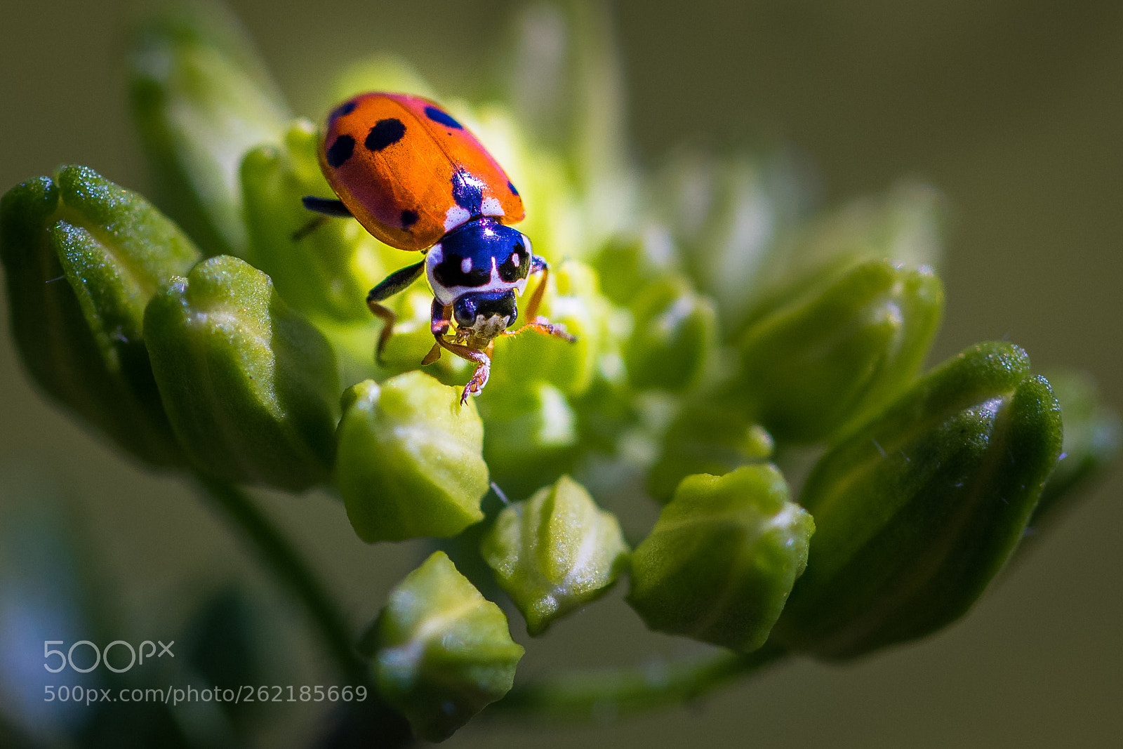 Nikon D7200 sample photo. Ladybug photography