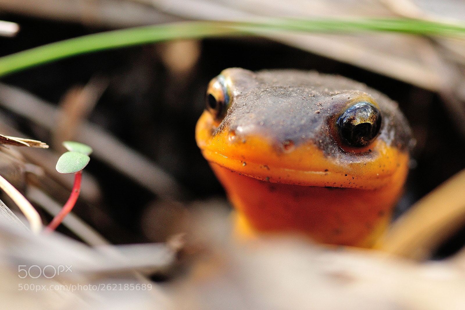 Nikon D300S sample photo. Whack-a-newt photography