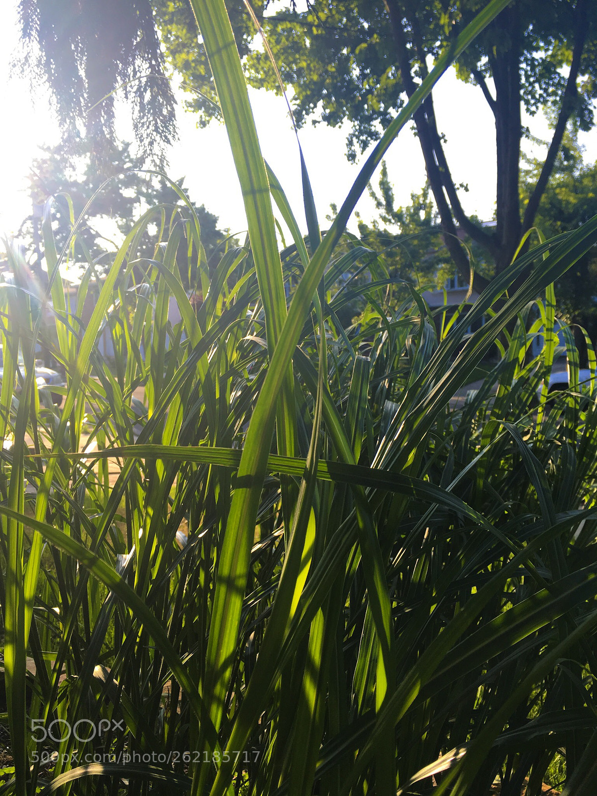 Apple iPhone SE sample photo. Out photography