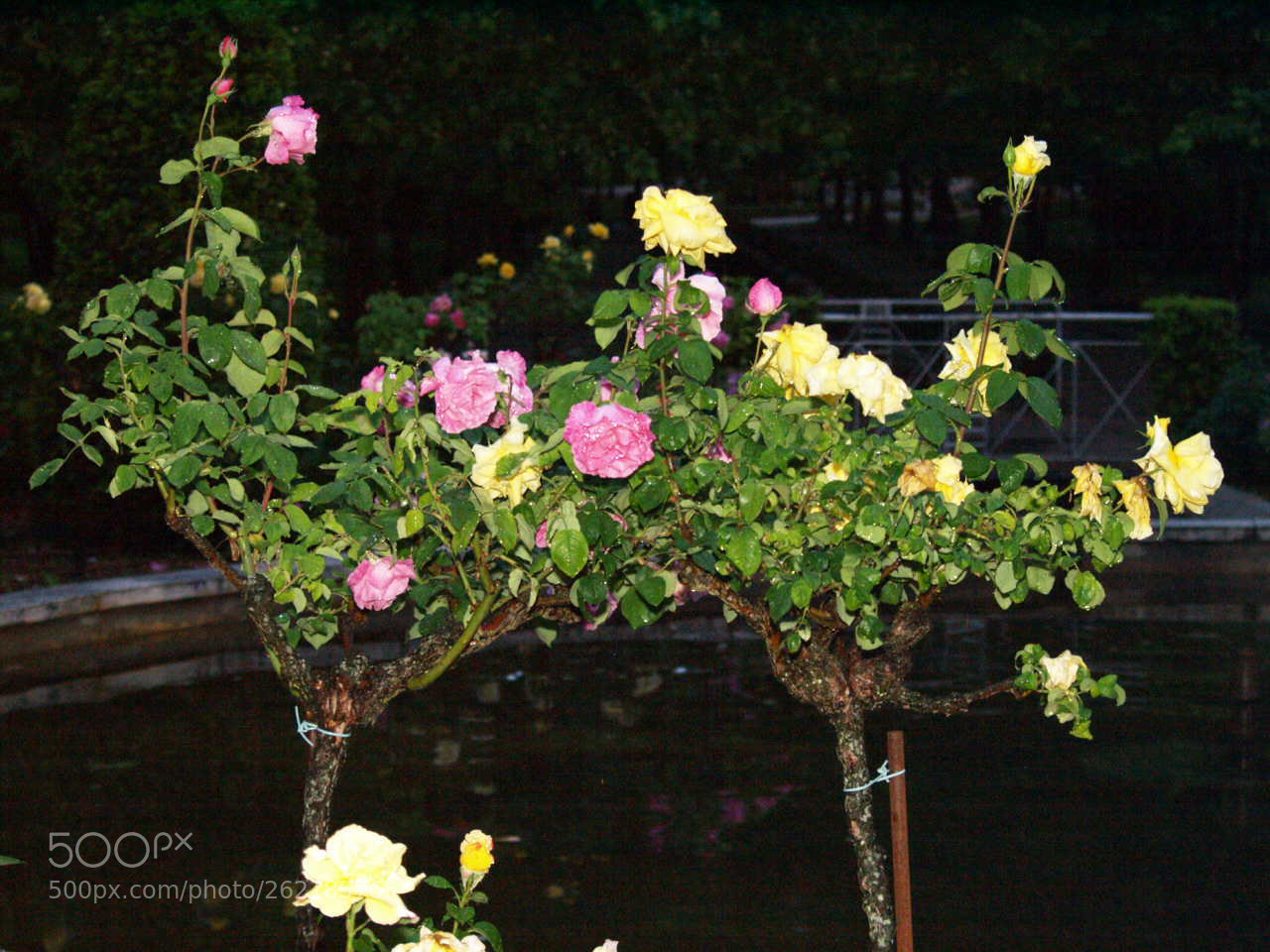 Olympus E-330 (EVOLT E-330) sample photo. Flores en la oscuridad photography