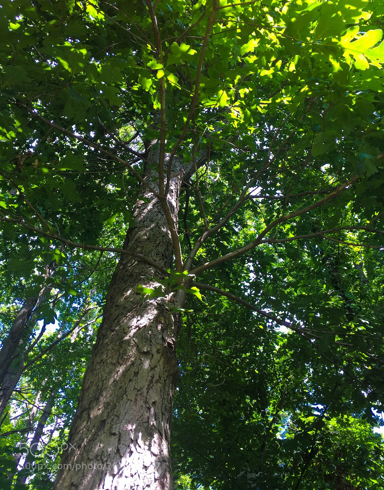 Apple iPhone SE sample photo. Up a tree photography