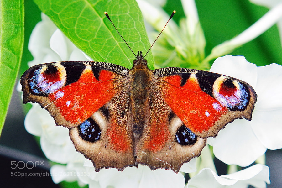 Olympus OM-D E-M1 sample photo. Butterfly photography
