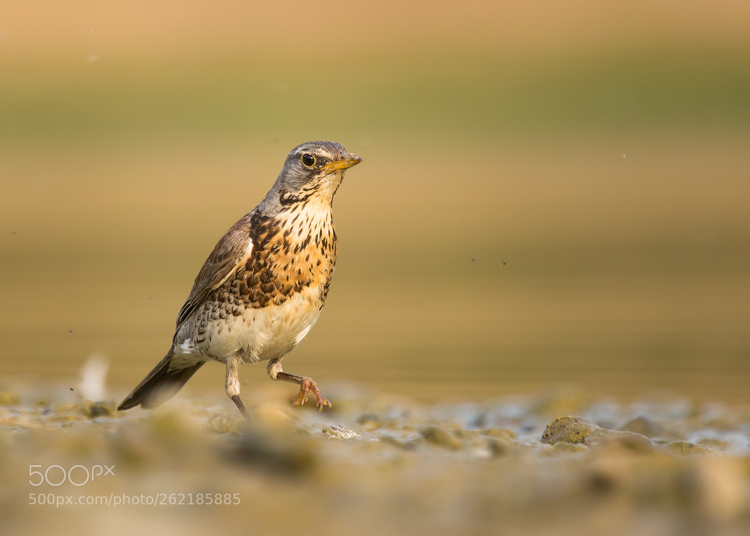 Canon EOS 7D Mark II sample photo. Thrush photography