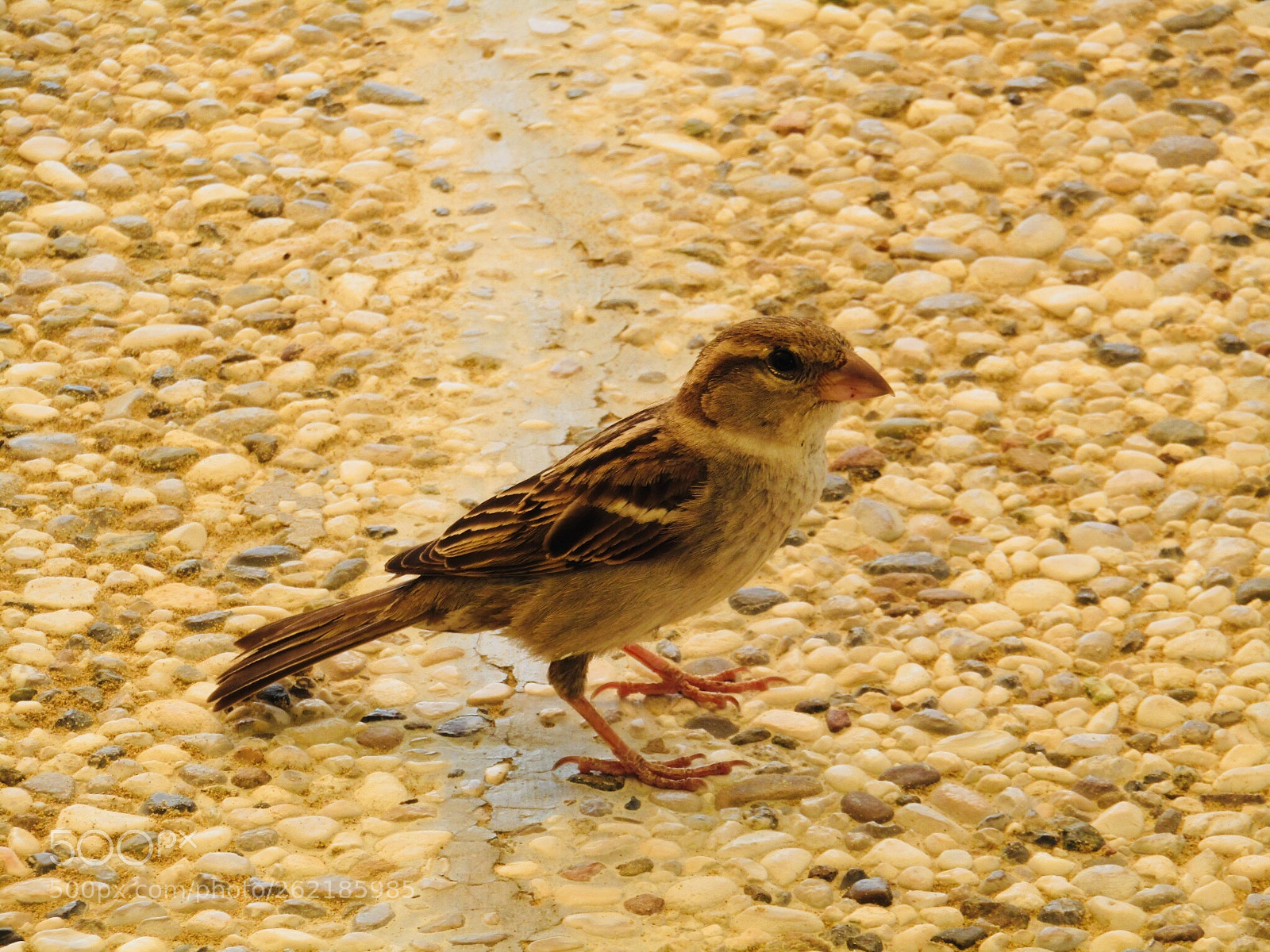 Canon POWERSHOT SX430 IS sample photo. Bird photography